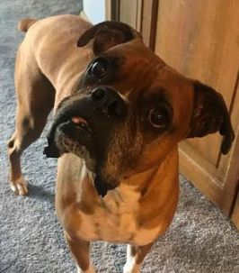 38904821_1194952114016447_5464846087405699072_n